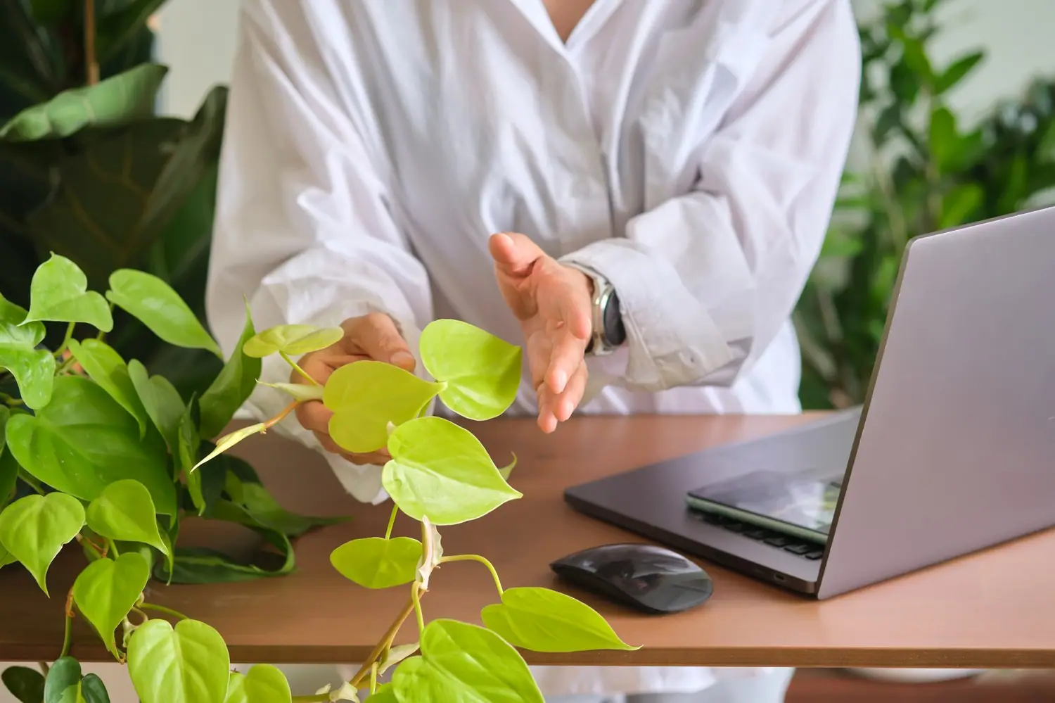 Biofilia w home office - rośliny poprawiające produktywność (Lifestyle)